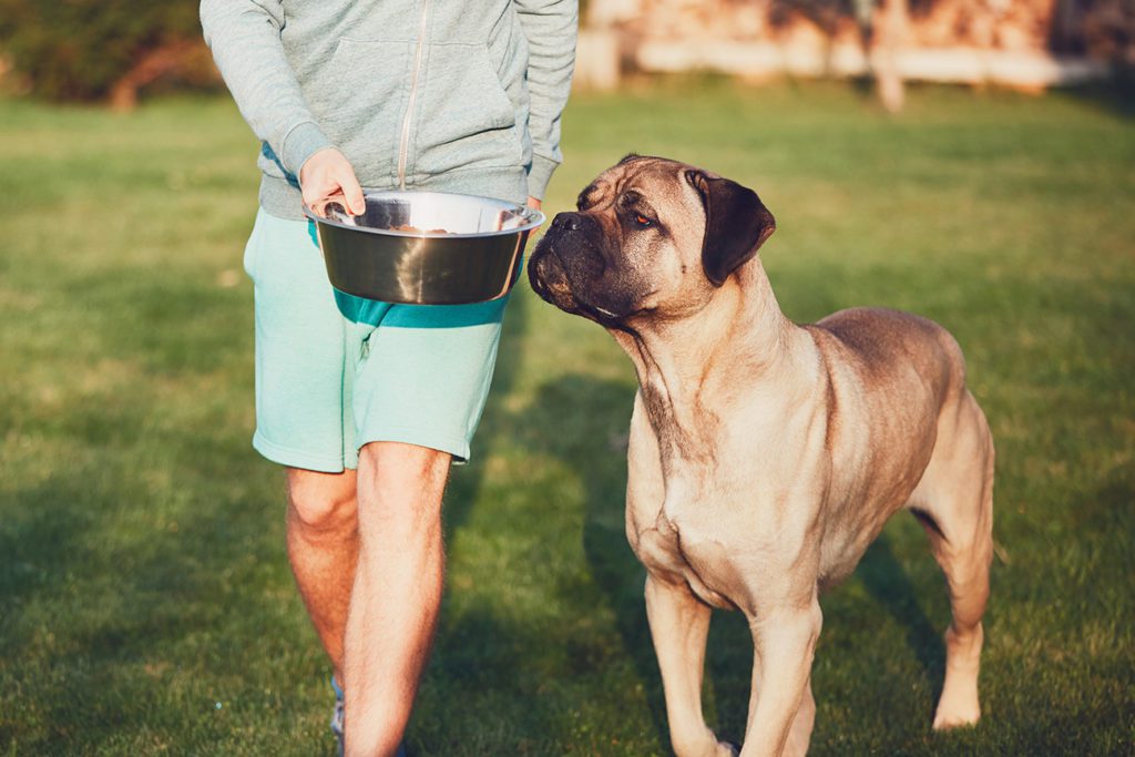 Bowl of protein-rich dog food being offered to their pet.