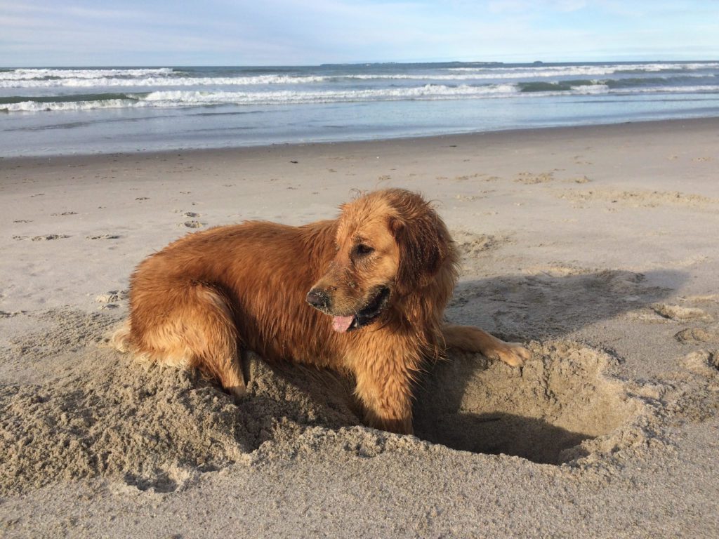 Dog laying on the beach after raw feeding