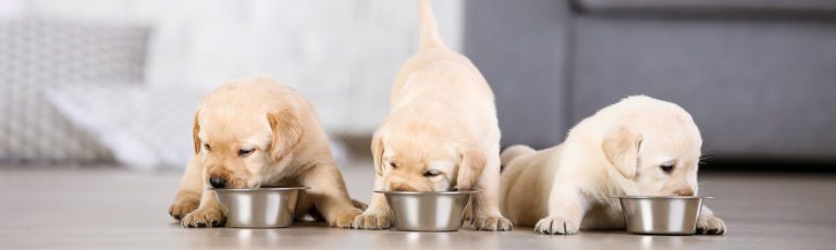 The best puppy food.